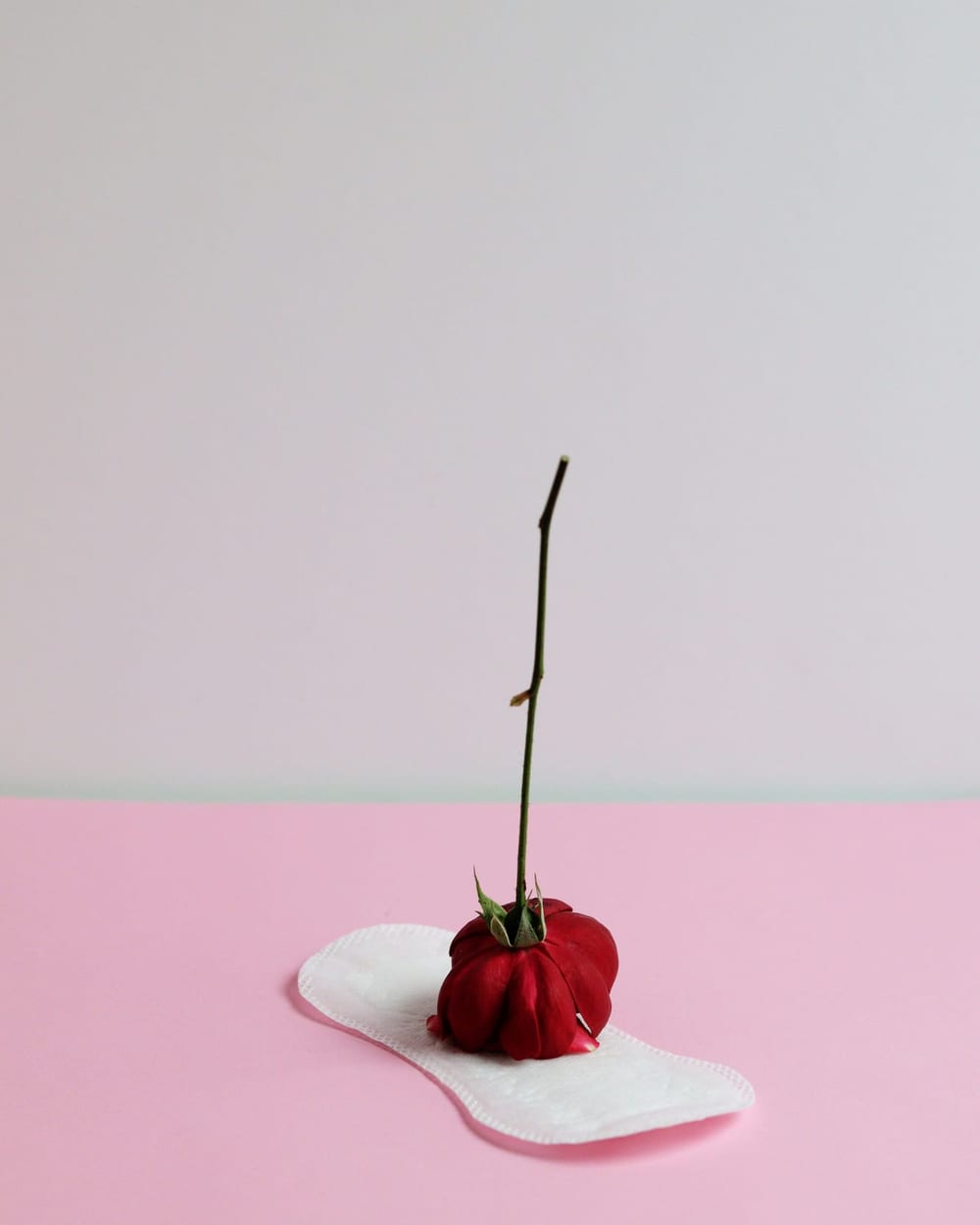 Red flower resting on a sanitary pad against a pink background