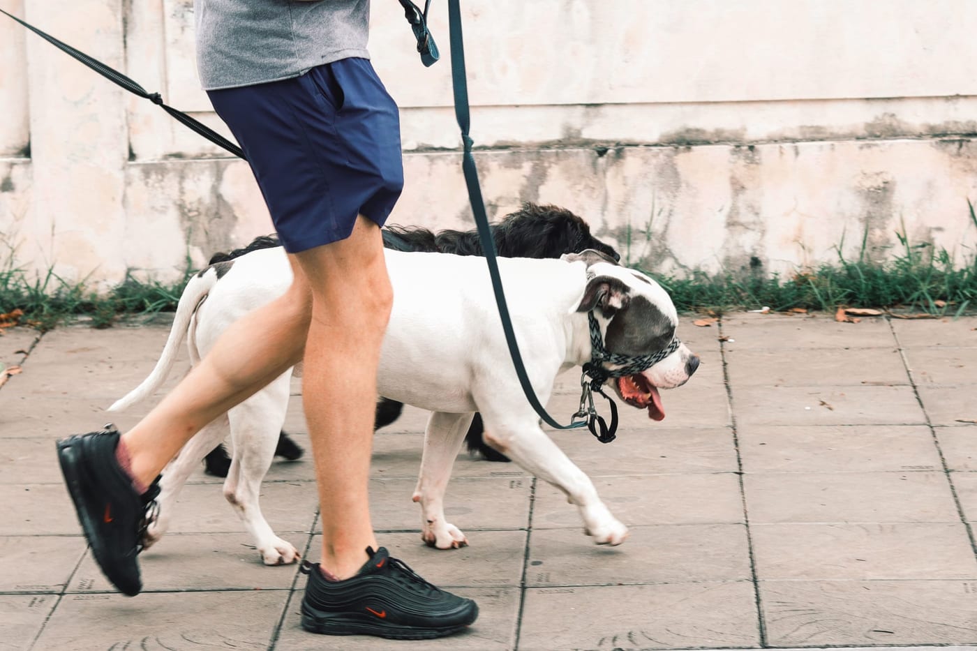 Person walking two dogs along a paved street